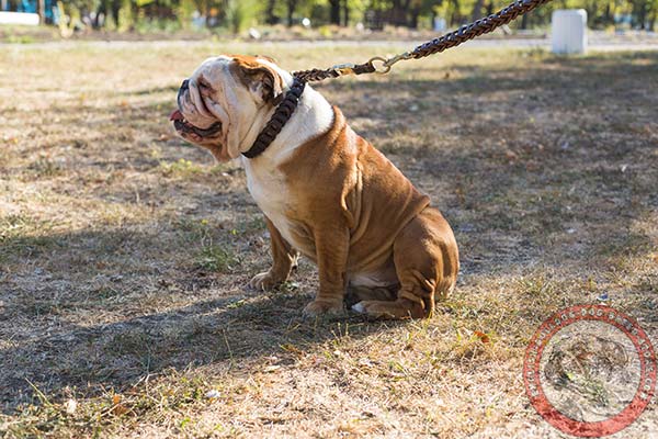 Fur-saving English Bulldog leather choke collar