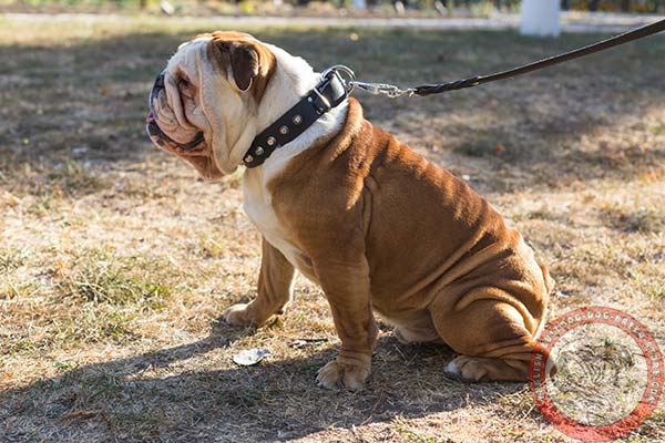 Stylishly designed English Bulldog leather collar