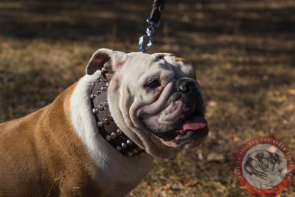 English Bulldog collar adorned with 4 rows of pyramids