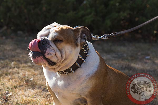 Beautifully adorned genuine leather dog collar