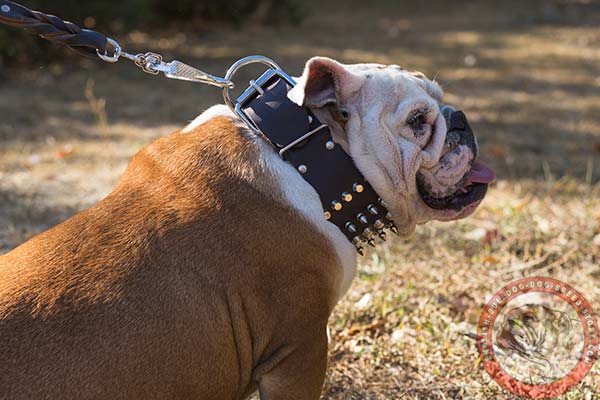 English Bulldog pure leather collar with buckle and D-ring