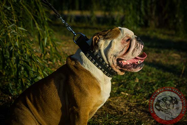 Caterpillar design English Bulldog genuine leather collar