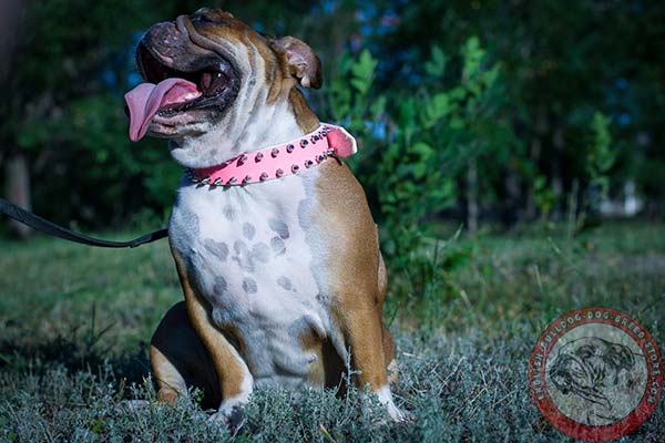 Convenient English Bulldog leather collar