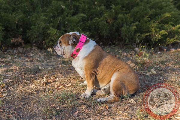 Matchless quality English Bulldog collar