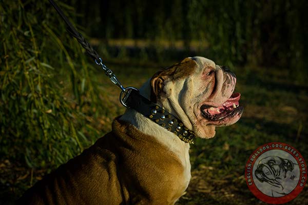 English Bulldog collar decorated with spikes and studs