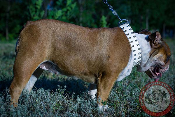 English Bulldog collar with dependable hardware