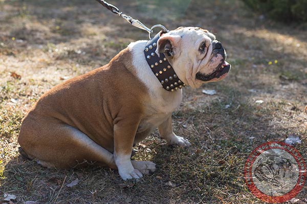 English Bulldog collar with dependable steel hardware