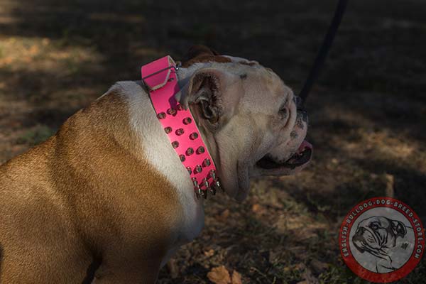 Dyed pink English Bulldog natural leather collar