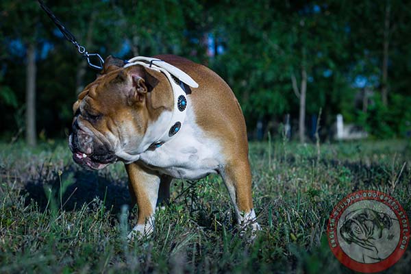 Comfy-to-wear English Bulldog leather collar 