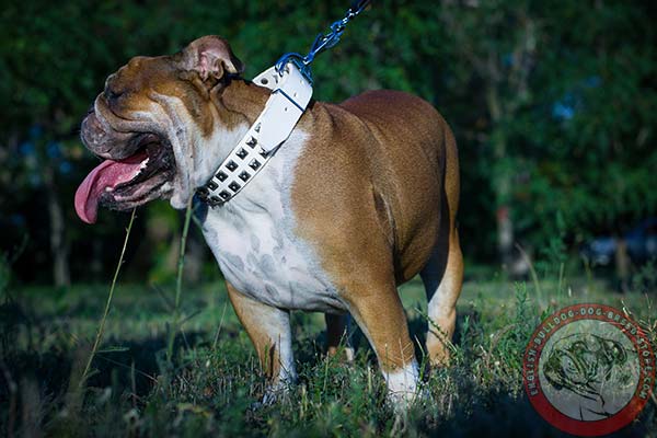 Easy adjustable English Bulldog genuine leather collar