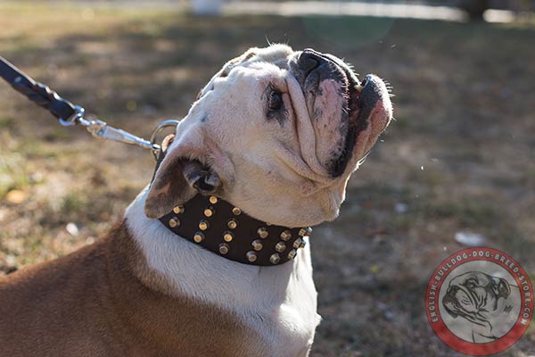 Extremely comfortable English Bulldog leather collar