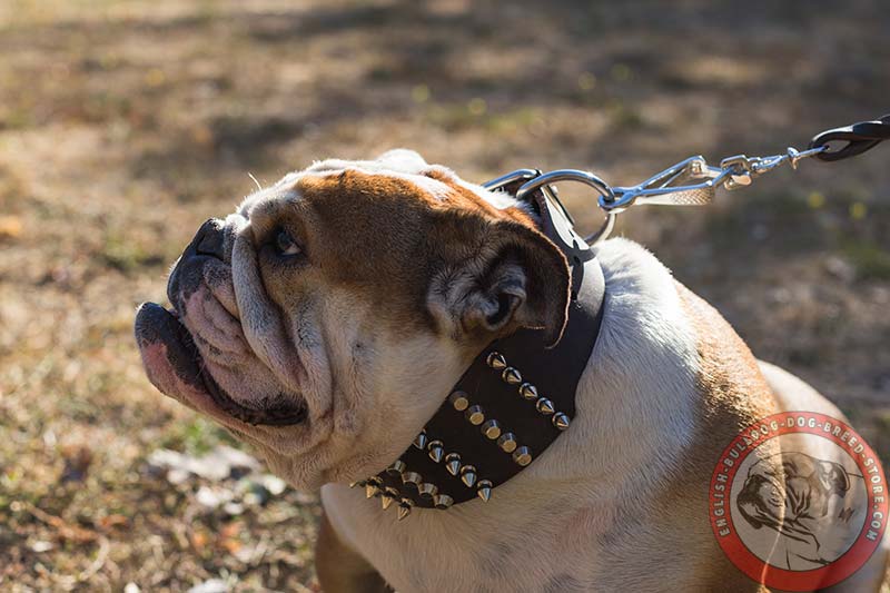 leather bulldog collar