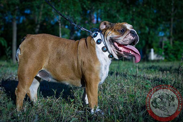 Admirable genuine leather English Bulldog collar
