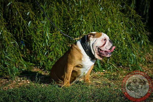 English Bulldog leather collar for utmost comfort