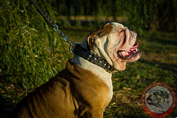 Durable full grain genuine leather English Bulldog collar