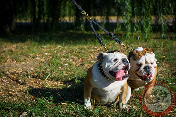 English Bulldog collar with glittering spikes