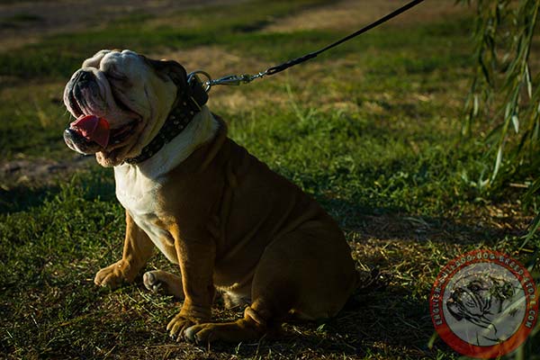 Adorned English Bulldog leather collar