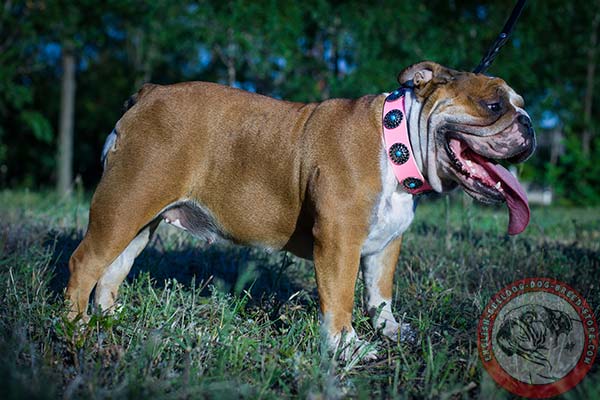 English Bulldog comfy to wear collar