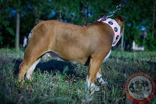 Elegant genuine leather English Bulldog collar with rustproof fittings
