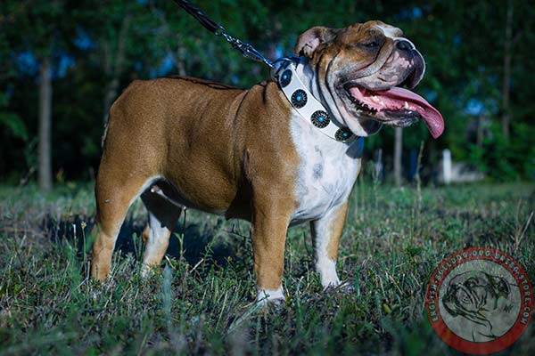 Adorned English Bulldog pure leather collar