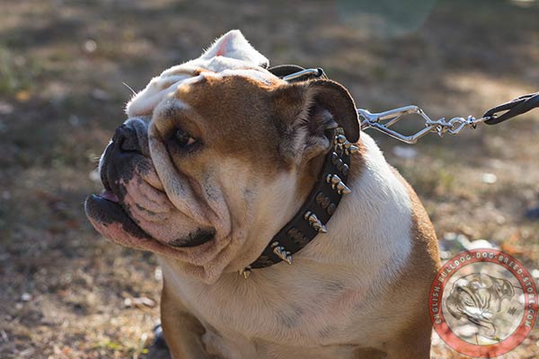 Masterly decorated leather collar