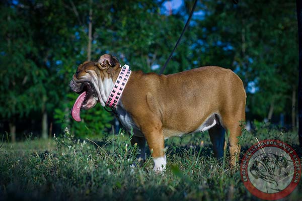 Durable nickel-plated fittings for English Bulldog collar