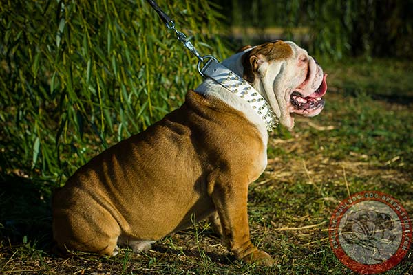 English Bulldog leather collar with manually set spikes