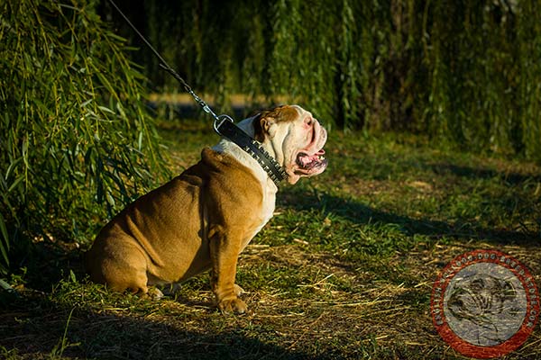 Tearproof English Bulldog leather collar with nickel studs