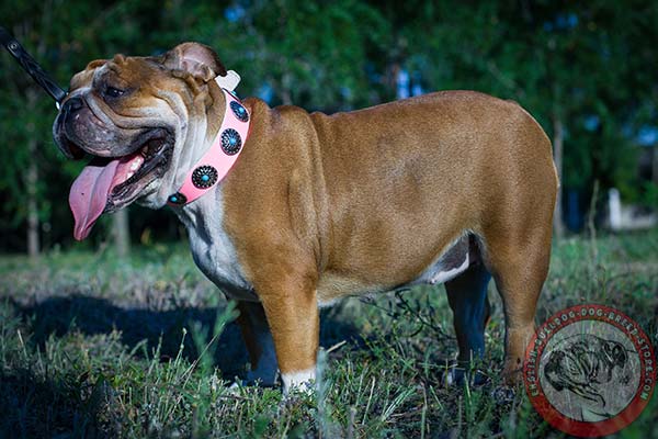 English Bulldog leather collar with amazing decorations