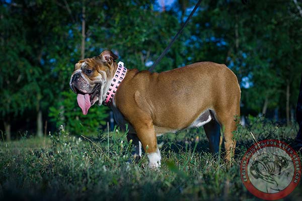 Pink leather collar for English Bulldog