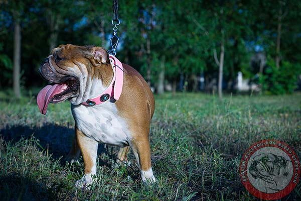 Beautifully adorned English Bulldog leather collar