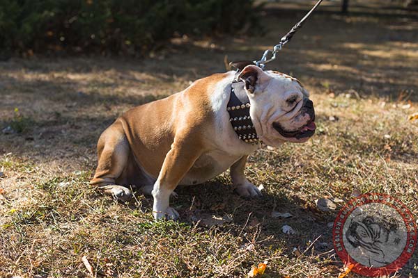 English Bulldog wide leather collar of premium quality