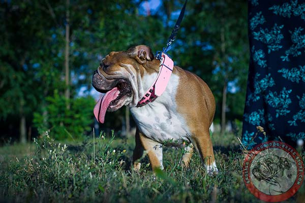 Sturdy buckle for genuine leather English Bulldog collar