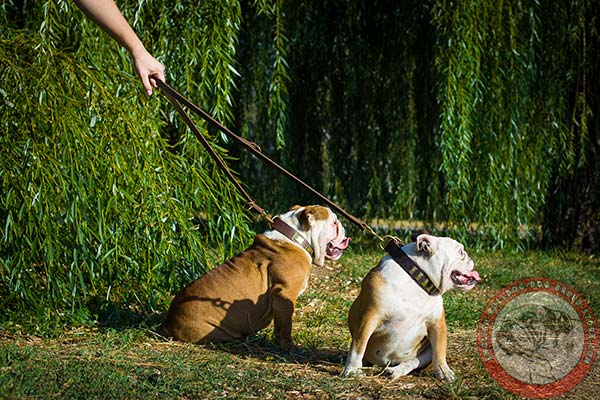 Genuine leather English Bulldog collar with reliably set decor