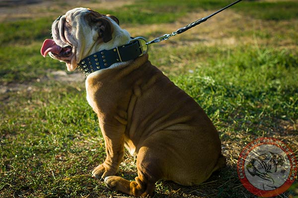 English Bulldog collar with reliable hardware