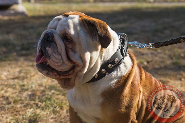 English Bulldog smooth leather collar with decorations