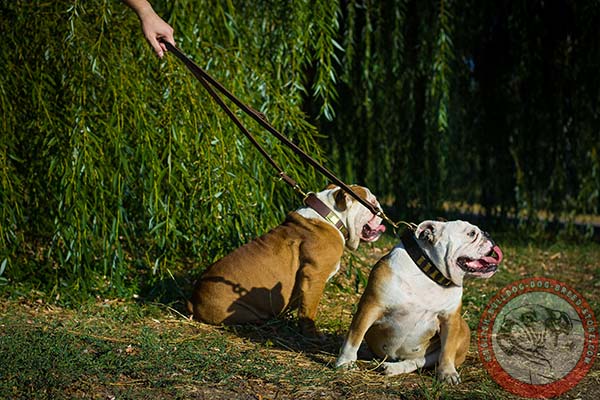 Genine leather English Bulldog collar with shiny plates