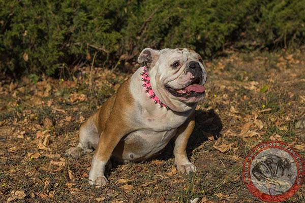 English Bulldog pure leather collar with spikes