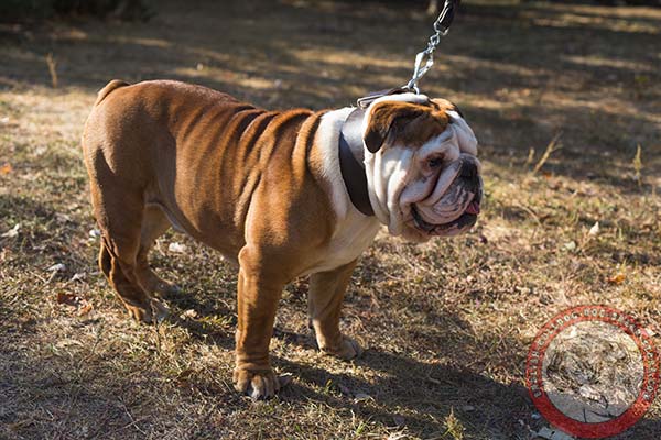 Superior quality genuine leather collar for English Bulldog