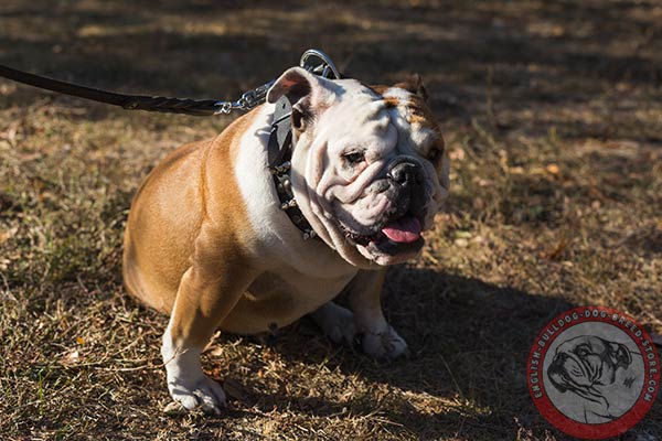 English Bulldog soft collar