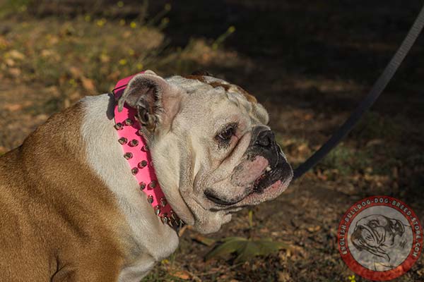 English Bulldog leather collar with reliably set spikes