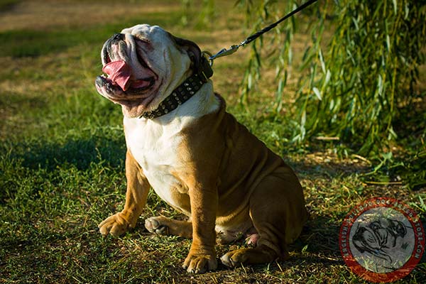 English Bulldog collar with spikes and pyramids