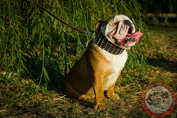 Natural leather English Bulldog collar with studs