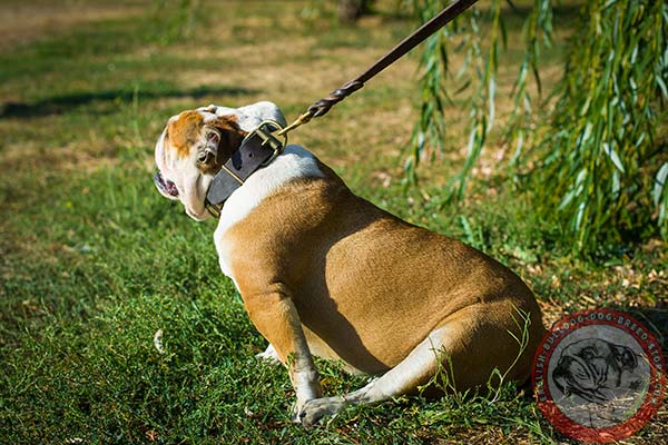 English Bulldog leather collar with brass buckle