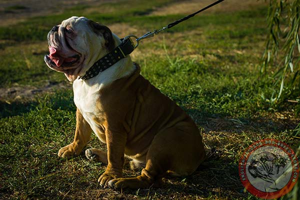 English Bulldog leather collar with nickel-plated buckle