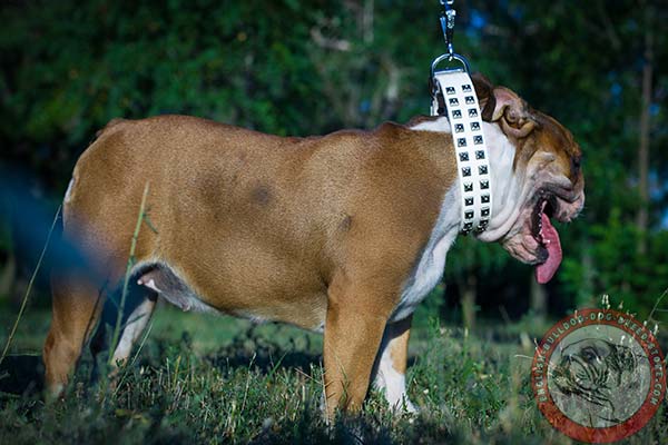 English Bulldog natural leather collar with dependable fittings
