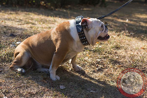 English Bulldog collar with sturdy hardware