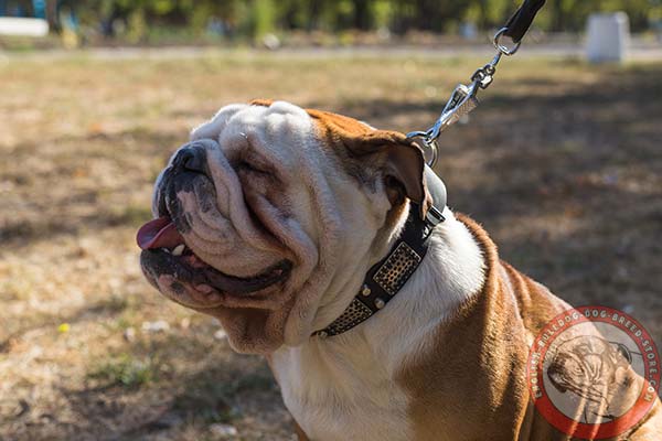 Newly designed English Bulldog leather collar