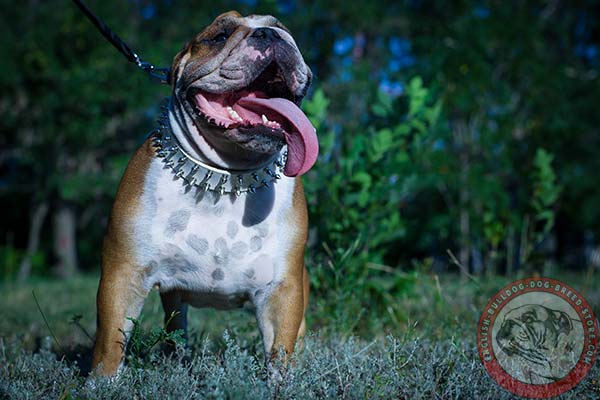Stylishly adorned leather collar