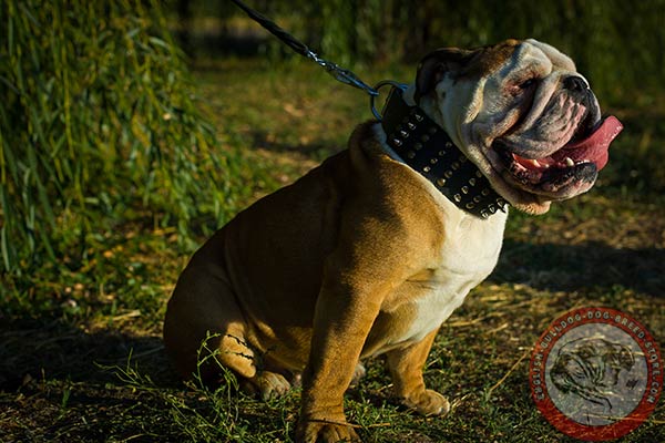 Super wide leather dog collar